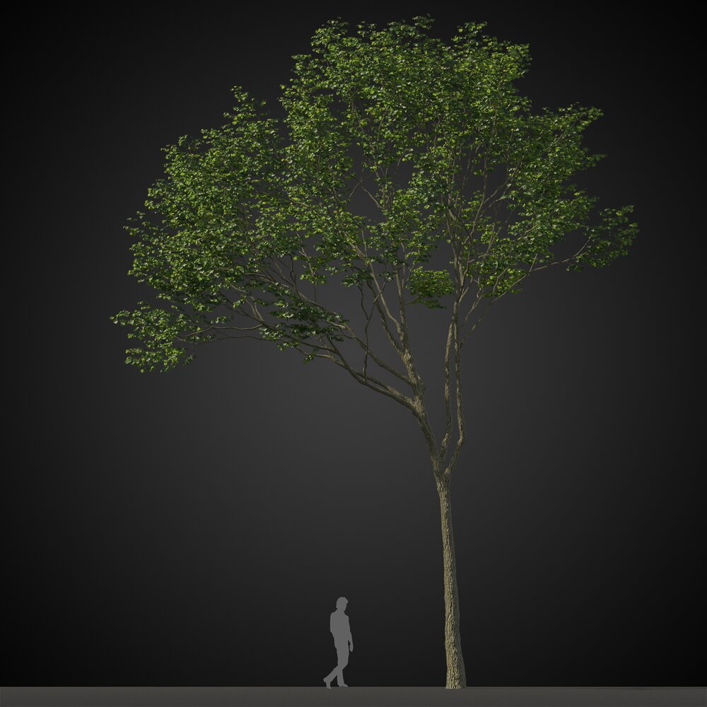 Tall Neat Tree Modèle 3D