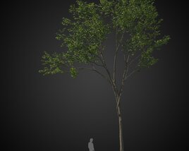 Tall Thin Tree 3Dモデル