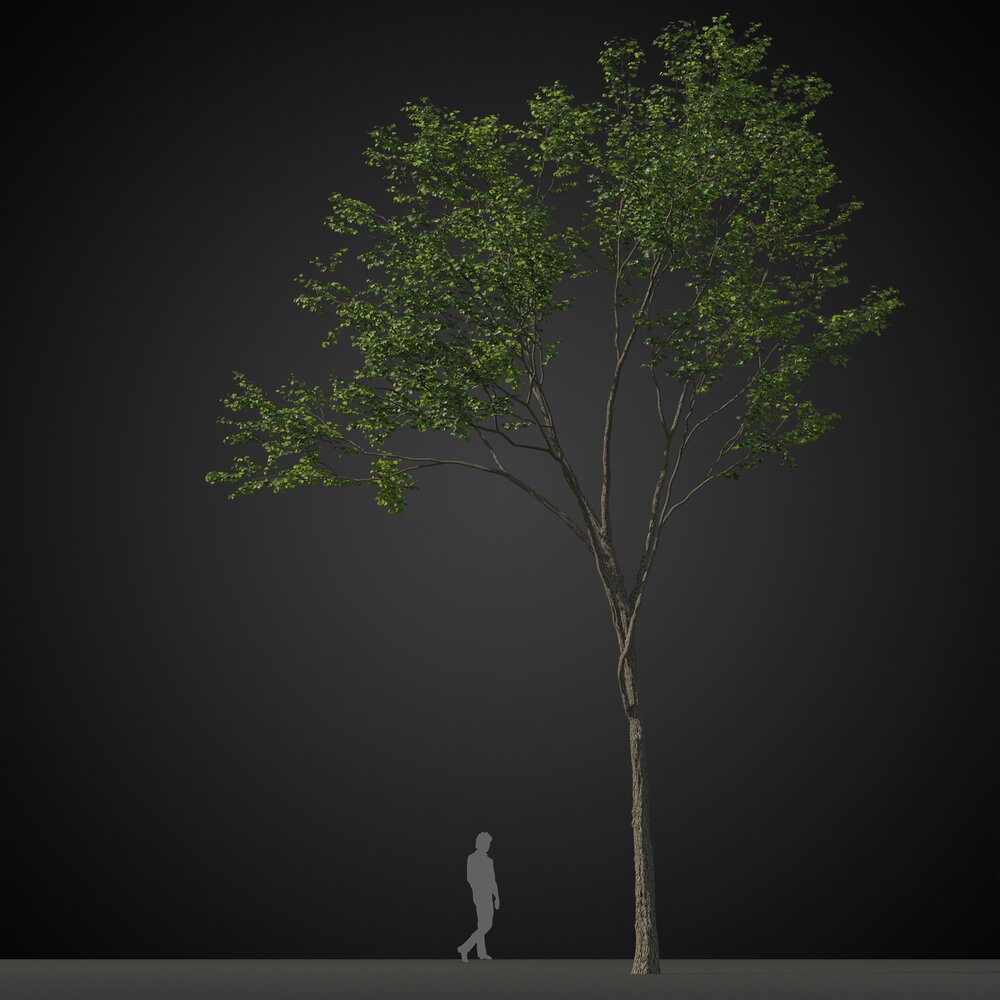 Tall Thin Tree Modèle 3D