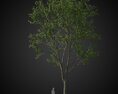 Tall Tree for Rendering 3D-Modell