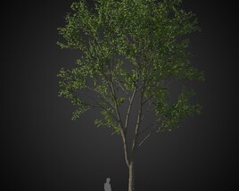 Tall Tree for Rendering Modello 3D