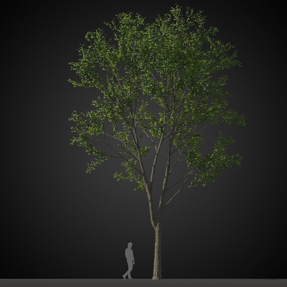 Tall Tree for Rendering Modelo 3d