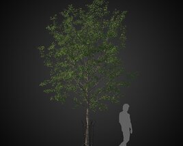 City Park Tree 3D-Modell