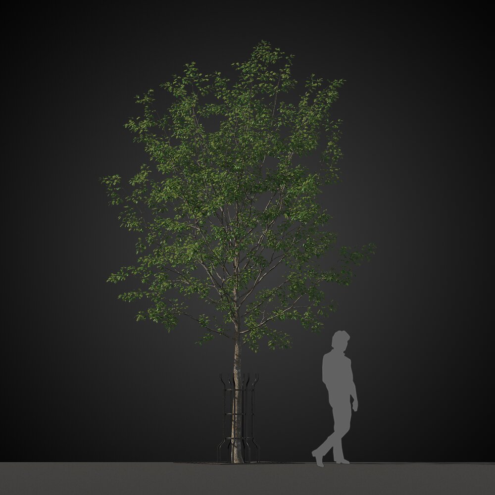 City Park Tree Modello 3D