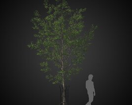 City Street Tree 3D 모델 