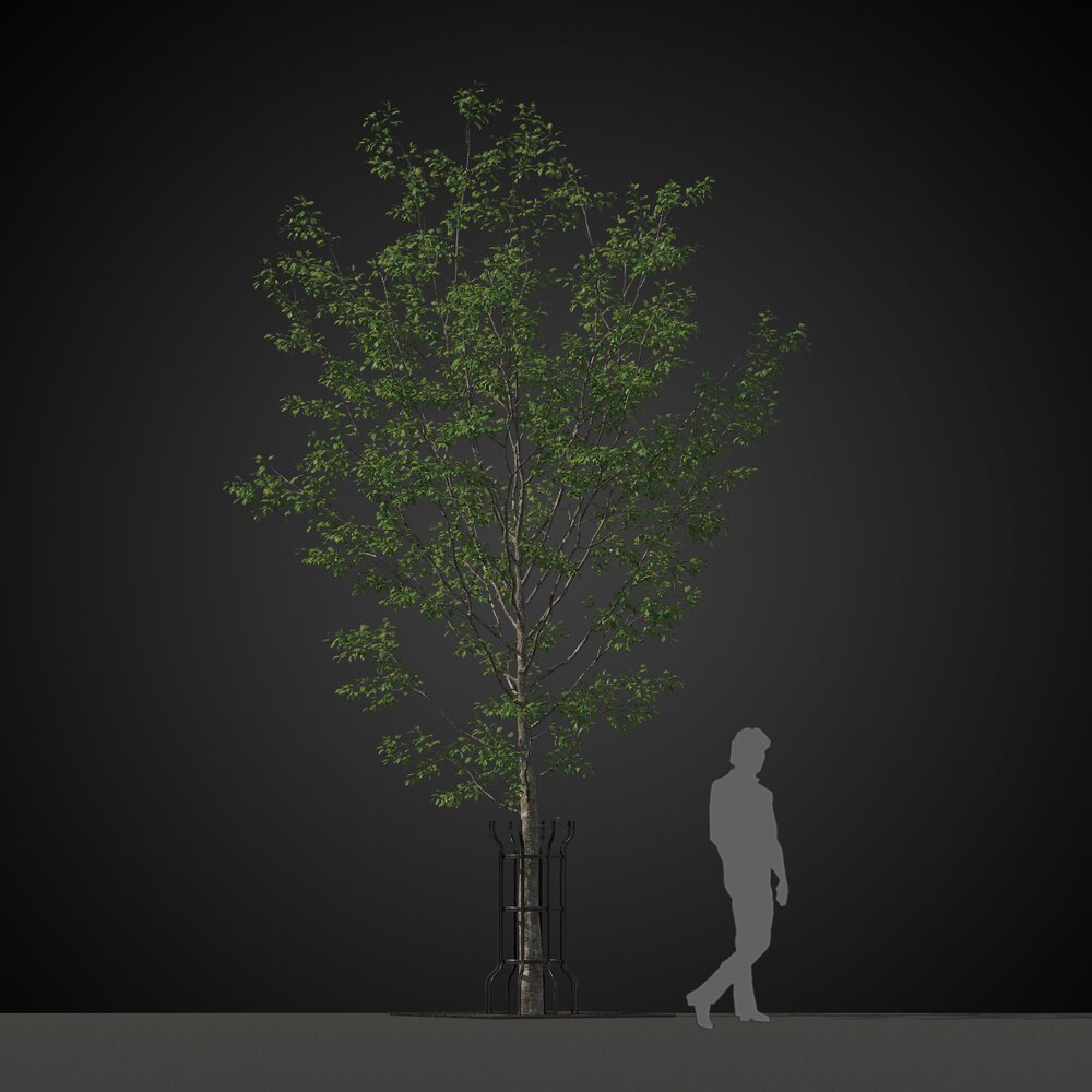 City Street Tree 3d model