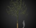 Young Park Tree 3D-Modell