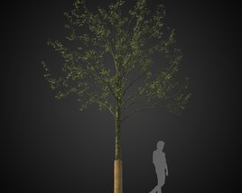 Young Park Tree 3D model