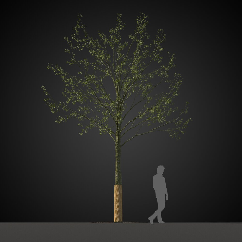 Young Park Tree 3D模型