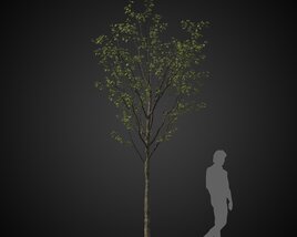 Young Forest Tree Modelo 3D