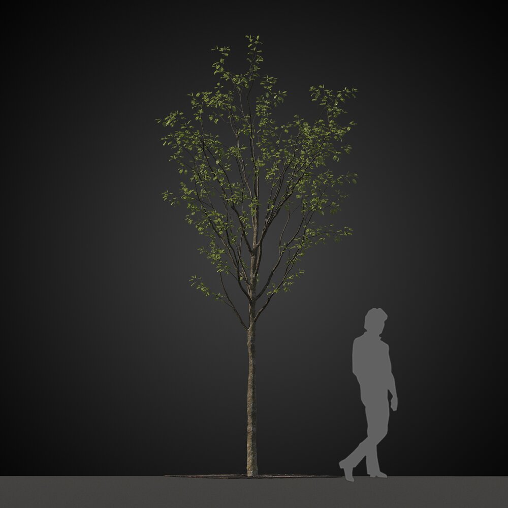 Young Forest Tree 3D模型