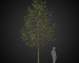 Park Tree Modello 3D