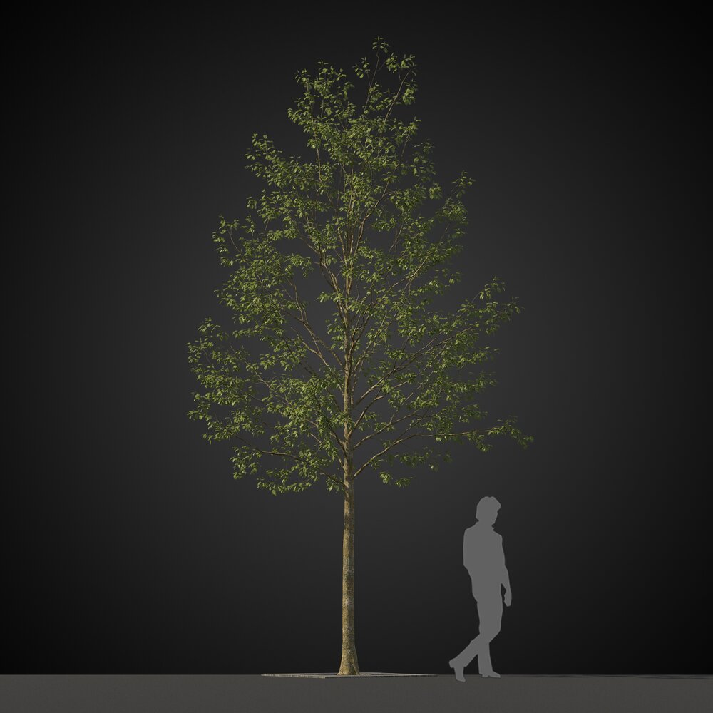 Park Tree 3D 모델 