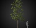 Single Tall Tree 3Dモデル