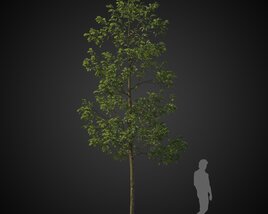 Single Tall Tree Modello 3D