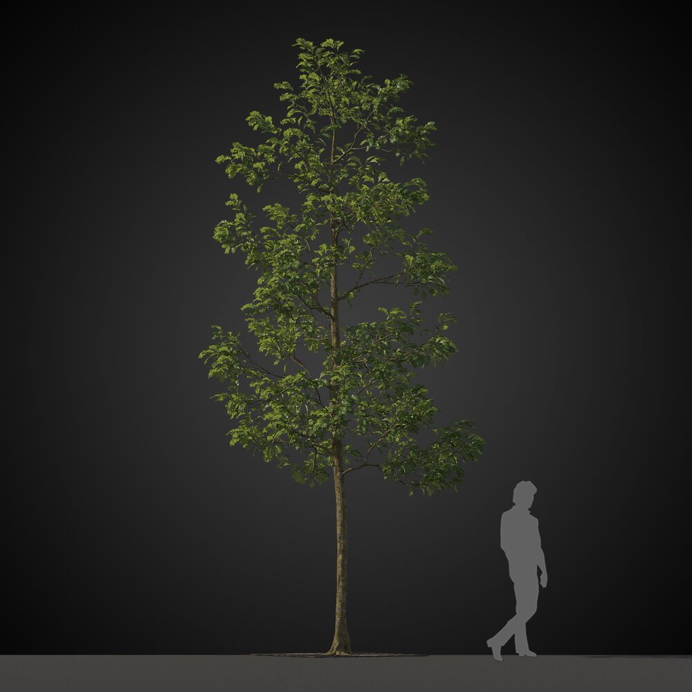 Single Tall Tree 3d model