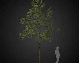 Spring Solitary Tree 3D model