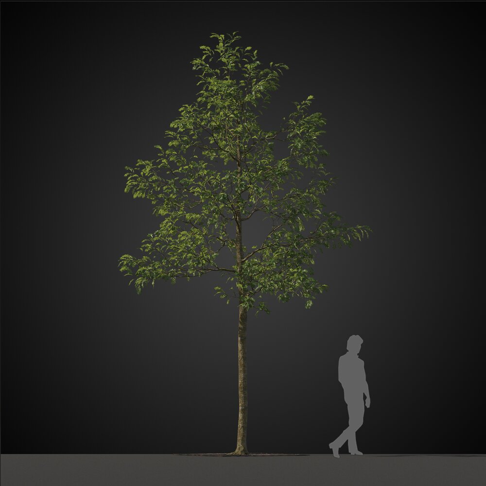 Spring Solitary Tree 3D-Modell