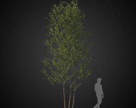 Three Young Trees 3D 모델 