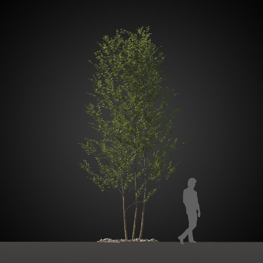 Three Young Trees 3d model