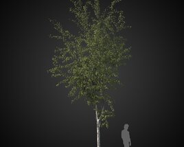 Garden Solitary Tree Modello 3D