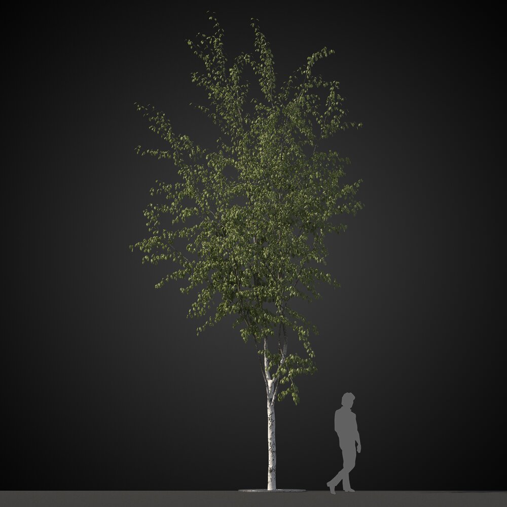Garden Solitary Tree 3D-Modell