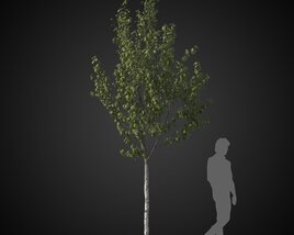 Young Solitary Tree 3D 모델 