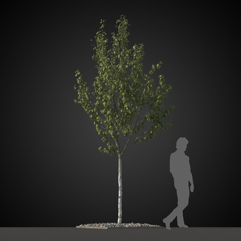 Young Solitary Tree Modelo 3d