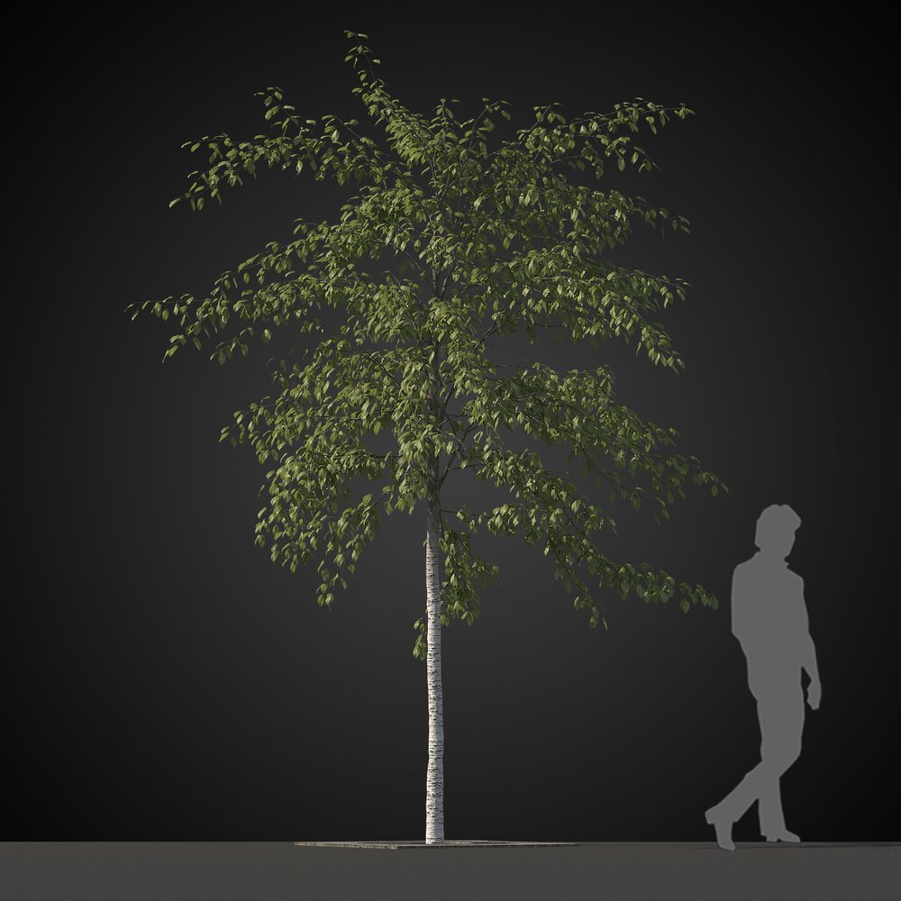 Majestic Lone Tree 3D 모델 