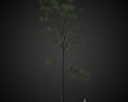 Tall Green Solitary Tree Modèle 3d