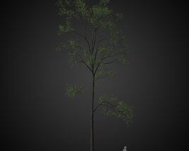 Tall Green Solitary Tree Modello 3D