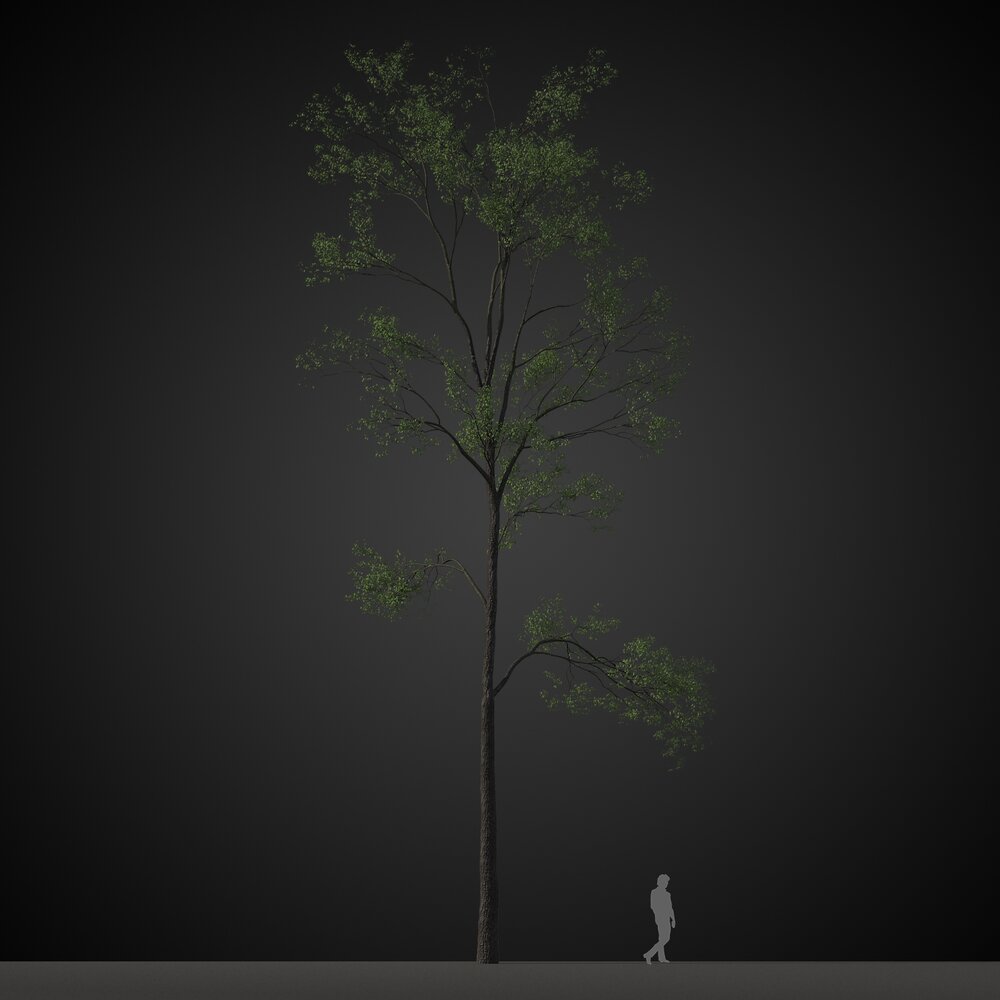 Tall Green Solitary Tree Modelo 3D