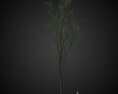 Tall Solitary Tree for Park 3D модель