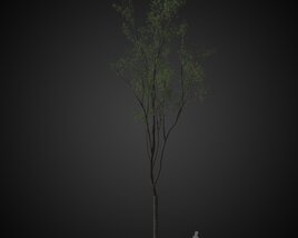 Tall Solitary Tree for Park Modelo 3D