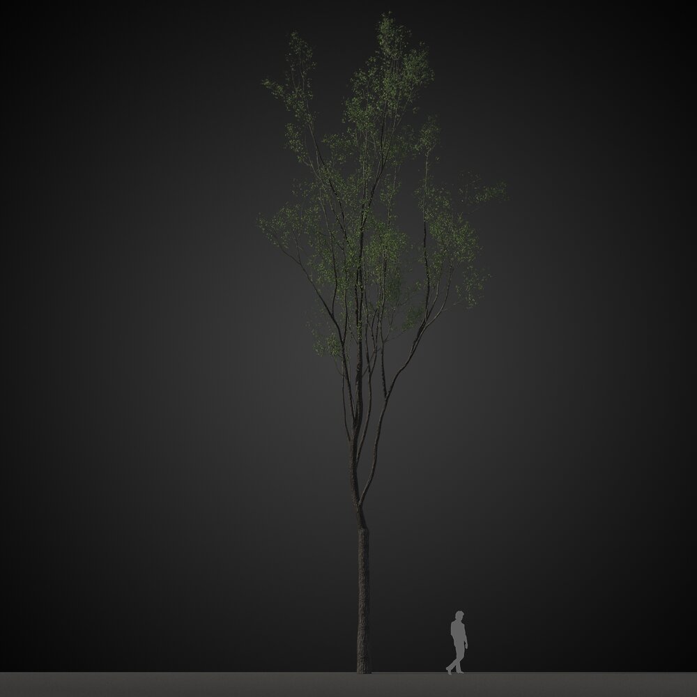 Tall Solitary Tree for Park Modelo 3d