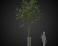 Tree for Street Visualization 3D-Modell