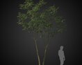 Small Tree for Rendering Modello 3D