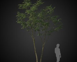 Small Tree for Rendering Modelo 3D
