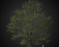 Old Solitary Tree 3d model
