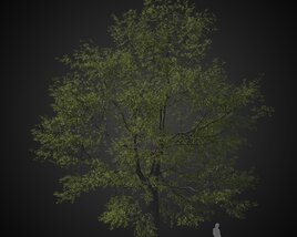Old Solitary Tree 3D model