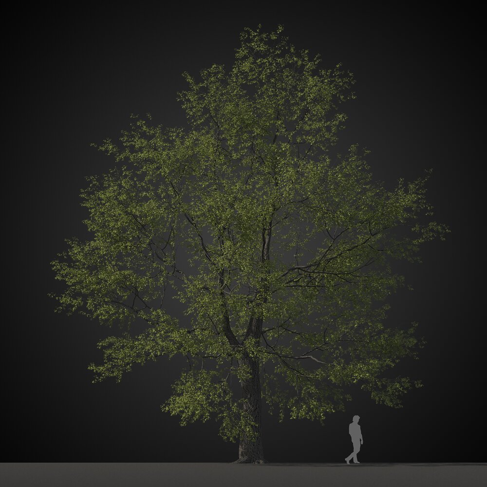 Old Solitary Tree 3D модель