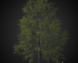 Large Solitary Tree Modèle 3D