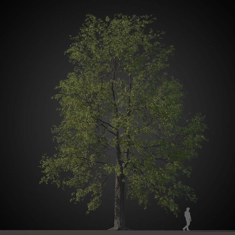 Large Solitary Tree Modello 3D