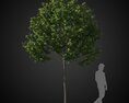 Small Solitary Tree 3d model