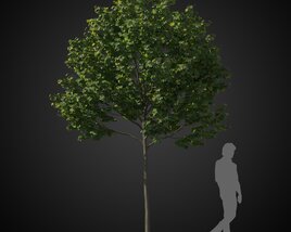 Small Solitary Tree Modello 3D