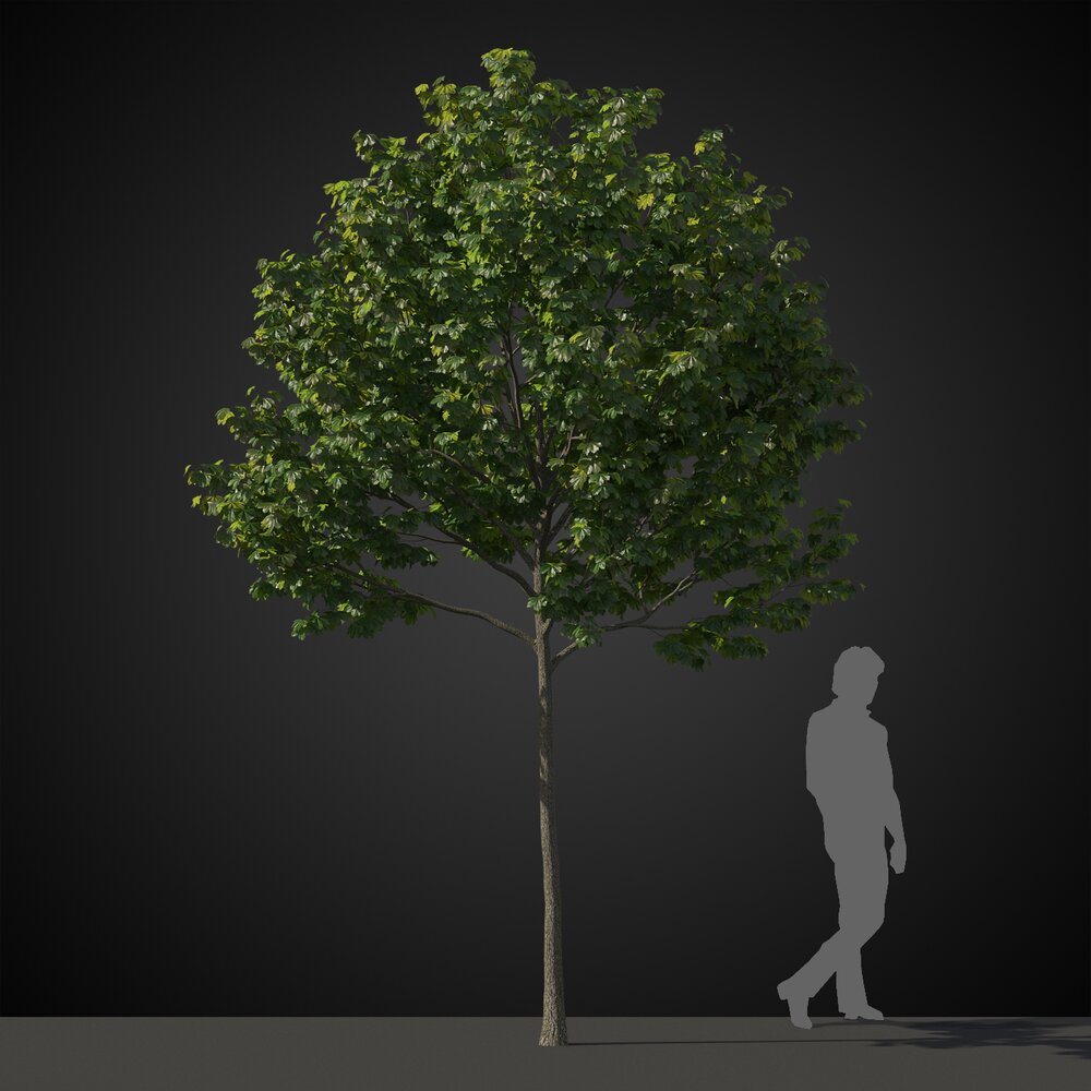 Small Solitary Tree 3D model
