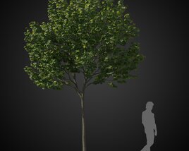 Verdant Tree for Rendering Modelo 3d