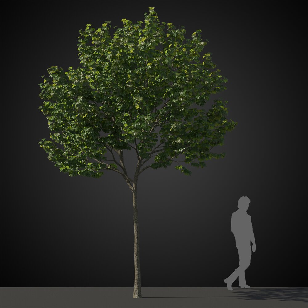 Verdant Tree for Rendering 3d model