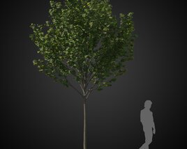 Small Tree Modelo 3D