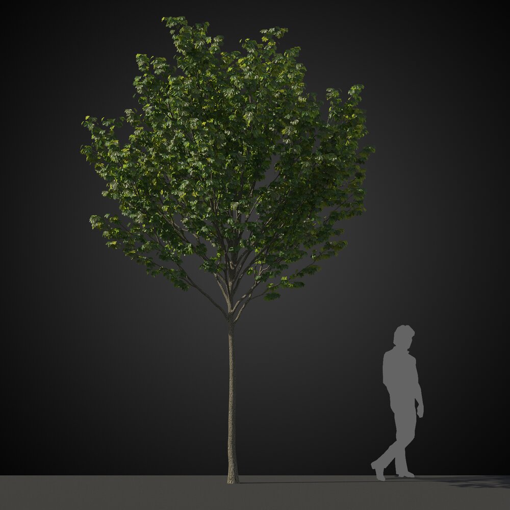 Small Tree 3D模型